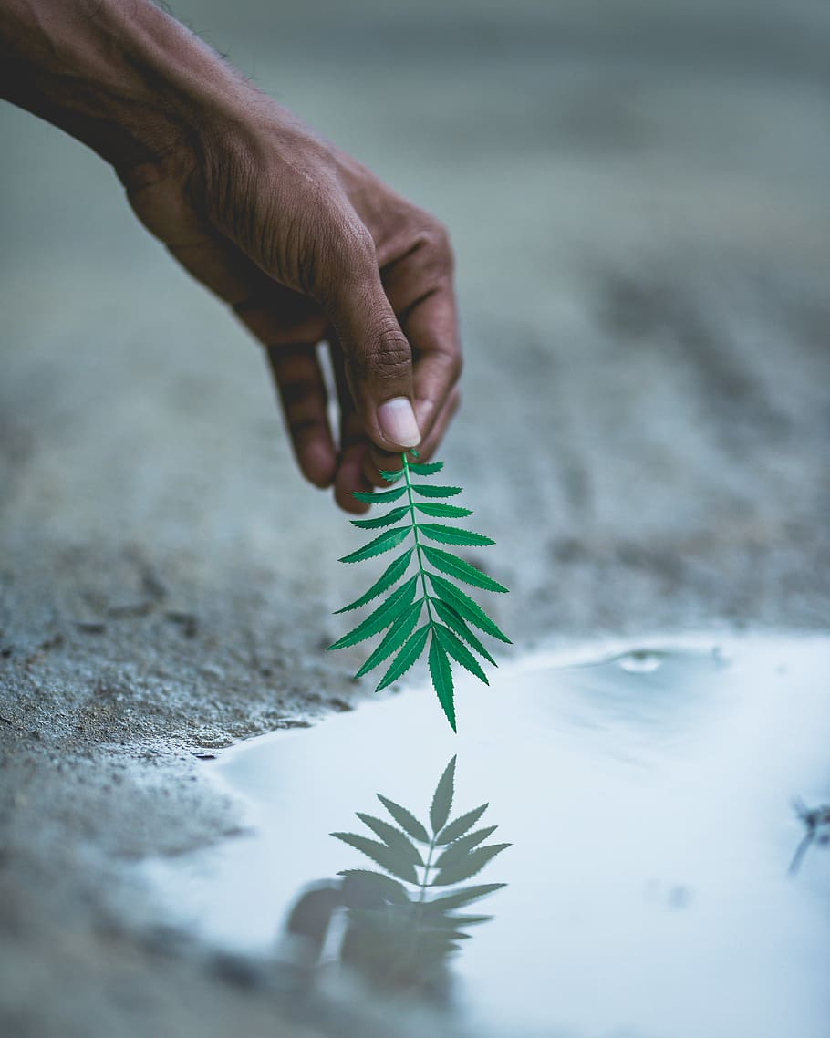 selettivo, fotografia a fuoco, persona, detenzione, verde, leafed, pianta, foglia, parte del corpo umano, mano, mano umana, una persona, colore verde, natura, persone reali, parte vegetale, messa a fuoco selettiva, parte del corpo, giorno, crescita, all'aperto, avvicinamento, uomini, dito, arto umano, piantare, 4K