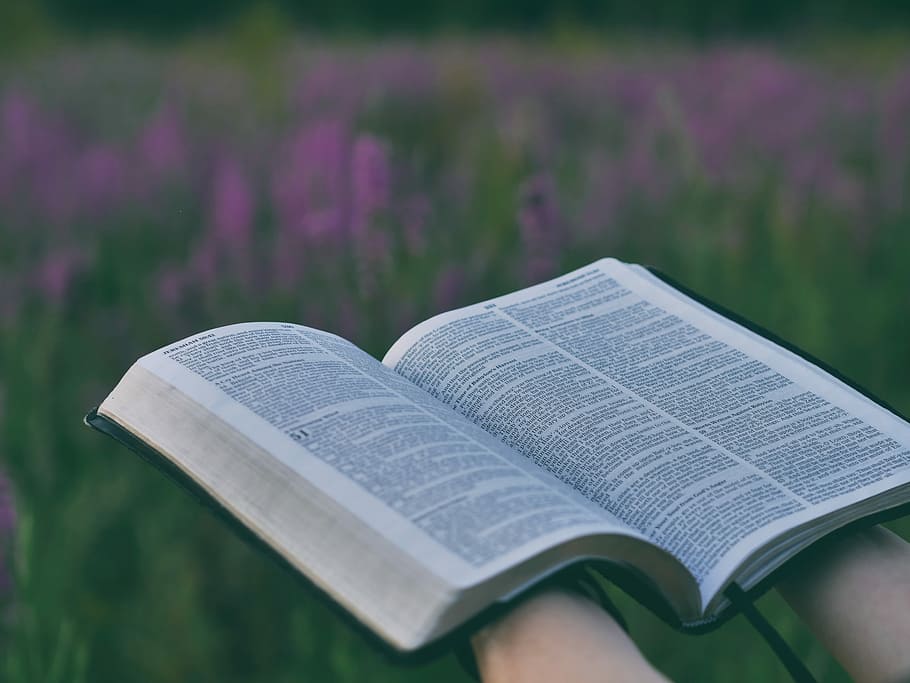person, holding, open, book, pink, flower field, selective, focus photography, bible, purple, daytime, reading, read, flower, nature, reader, christian, scripture, field, plant, publication, flowering plant, growth, focus on foreground, day, close-up, paper, people, land, beauty in nature, outdoors, selective focus, text, 4K