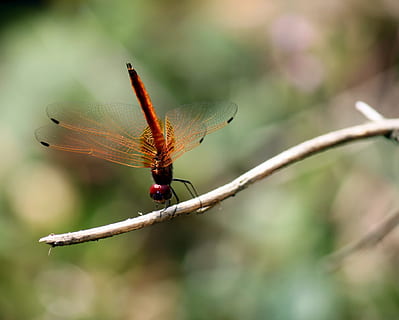 guldsmed, insekt, vinge, flyve, vild, skrøbelighed, lille, skadedyr, liv, naturlig, zoologi, økologi, biologi, antenne, væsen, grim, mosquito hawk, dans, Kvist, dyre temaer, dyr, hvirvelløse, dyreliv, dyr i naturen, et dyr, fokus på forgrunden, plante, tæt på, dyrefløj, natur, skønhed i naturen, dag, ingen mennesker, udendørs, plantestamme, træ, 1080P, CC0, offentligt domæne, royaltyfrie