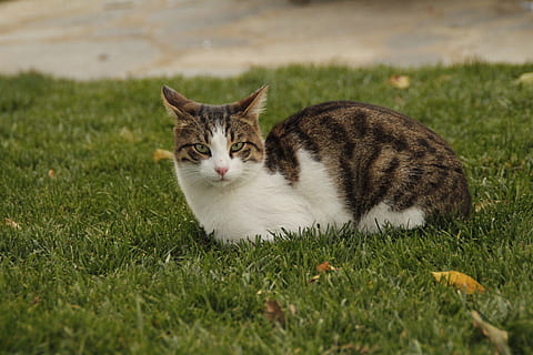 gat, naturalesa, bonic, gatet, expectant, els sense sostre, verd, herba, un animal, nacional, mascotes, gat domèstic, temes d'animals, felí, animal, mamífer, animals domèstics, planta, vertebrats, color verd, cap gent, camp, terra, relaxació, dia, bigotis, tabby, 5K, CC0, domini públic, lliure de regalies