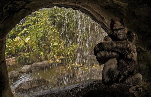 Gorilla, Innerhalb, Höhle, regnet, draußen, Affe, Wasser, Wasserfall, Entspannung, Wohnung, Regen, Ausblick, sehen, sich ausruhen, Macht, Stärke, sitzen, Denken, einsam, Einsamkeit, allein, Natur, Wald, tropischer Regenwald, Baum, solide, Tierwelt, Rock, Tierthemen, Rock - Objekt, Tier, Tiere in freier Wildbahn, Säugetier, keine Leute, Pflanze, Tag, Gruppe von Tieren, Wirbeltier, 4K, CC0, gemeinfrei, lizenzfrei