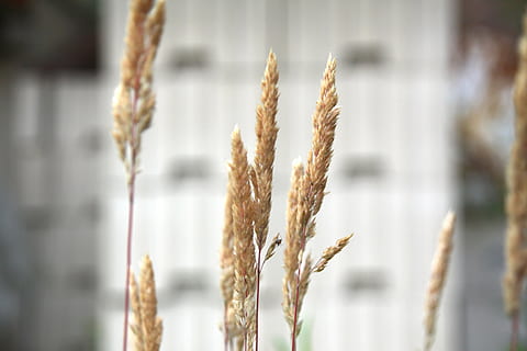 cereales, macro, cerrar, verano, seco, planta de cereal, cultivo, agricultura, de cerca, trigo, centrarse en primer plano, comida y bebida, naturaleza, planta, comida, nadie, crecimiento, adentro, tallo de la planta, enfoque selectivo, integral, día, arquitectura, grano integral, 4K, CC0, dominio público, libre de derechos