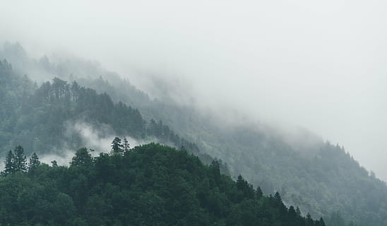 fog, forest, nature, trees, tree, plant, scenics - nature, environment, land, beauty in nature, mountain, tranquility, tranquil scene, no people, landscape, sky, non-urban scene, pine tree, growth, woodland, outdoors, pine woodland, coniferous tree, treetop, evergreen tree, rain, rainforest, 5K