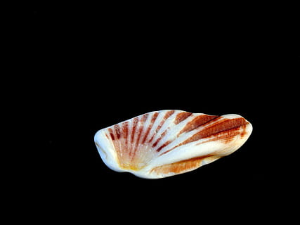 conchiglie, mar Nero, conchiglia, isolato, nero, mare, design, marino, mollusco, tropicale, collezione, naturale, frutti di mare, natura, buio, acquatico, esotico, sfondo nero, nessuno, girato in studio, avvicinamento, vita marina, temi animali, fauna selvatica, in casa, copia spazio, animale, bellezza nella natura, singolo oggetto, ritagliare, animali allo stato selvatico, invertebrato, un animale, 2K