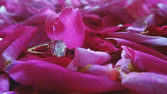 inel, nuntă, ușoară, moale, trandafiri, aur, cristal, petală, natură, romantism, floare, a închide, dragoste, Trandafir, buchet, culoarea roz, cap de floare, fundaluri, planta cu flori, plantă, frumusețe în natură, Violet, selectiv, prospeţime, Bijuterii, bogatie, purpuriu, luxos, diamant - piatră prețioasă, cadru complet, nici o persoana, 4K, CC0, domeniu public, fără drepturi de autor