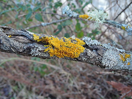 lichen, død gren, bark, gul, plante, fokus på forgrunden, træ, dag, natur, tæt på, vækst, ingen mennesker, skønhed i naturen, afdeling, bagagerum, træstamme, blomst, blomstrende plante, udendørs, selektiv fokusering, jord, sårbarhed, 4K, CC0, offentligt domæne, royaltyfrie