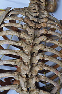 Bones, Skeleton, Spine, Human, back, body, anatomy, medical, health, anatomical, skeletal, ribs, ribcage, seafood, close-up, no people, nature, freshness, food, still life, pattern, food and drink, textured, stack, day, indoors, focus on foreground, wellbeing, healthy eating, brown, large group of objects, natural pattern, dried, 4K, CC0, public domain, royalty free