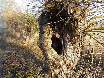 graze, pasture, tree, braid, branches, salix, knothole, nature, branch, outdoors, plant, day, no people, tree trunk, trunk, land, growth, root, tranquility, beauty in nature, forest, sunlight, close-up, grass, non-urban scene, field, tangled, 2K, CC0, public domain, royalty free