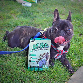 limba franceza, anunț, in afara, animale de companie, intern, animale domestice, mamifer, animale tematice, iarbă, animal, un animal, canin, plantă, câine, text, western script, nici o persoana, animale vertebrate, buldog francez, portret, comunicare, zi, natură, mic, 2K, CC0, domeniu public, fără drepturi de autor