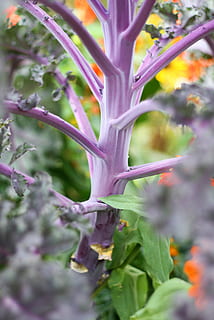 kool, macro, paars, bloemen, groen, natuur, fabriek, bloem, groei, blad, landbouw, eten en drinken, bloeiende plant, schoonheid in de natuur, selectieve aandacht, versheid, kwetsbaarheid, detailopname, breekbaarheid, geen mensen, dag, deel van de plant, groene kleur, voedsel, bloemblad, buitenshuis, boom, bloemhoofd, Purper, 5K, CC0, publiek domein, royaltyvrij