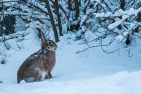 Brun, kanin, snefelt, dagtimerne, vinter, hare, pels, sne, kold temperatur, dyre temaer, dyr, et dyr, pattedyr, træ, natur, hvirveldyr, jord, dyr i naturen, dyreliv, ingen mennesker, skønhed i naturen, plante, hvid farve, dag, Skov, udendørs, 1080P, CC0, offentligt domæne, royaltyfrie