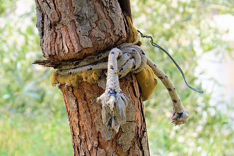 naturalesa, arbre, corda, node, centrar-se en primer pla, planta, temes d'animals, tronc de l'arbre, fauna animal, animal, tronc, cap gent, animals a la natura, primer pla, dia, a l'aire lliure, un animal, branca, textura, material de fusta, penjant, post de fusta, 4K, CC0, domini públic, lliure de regalies