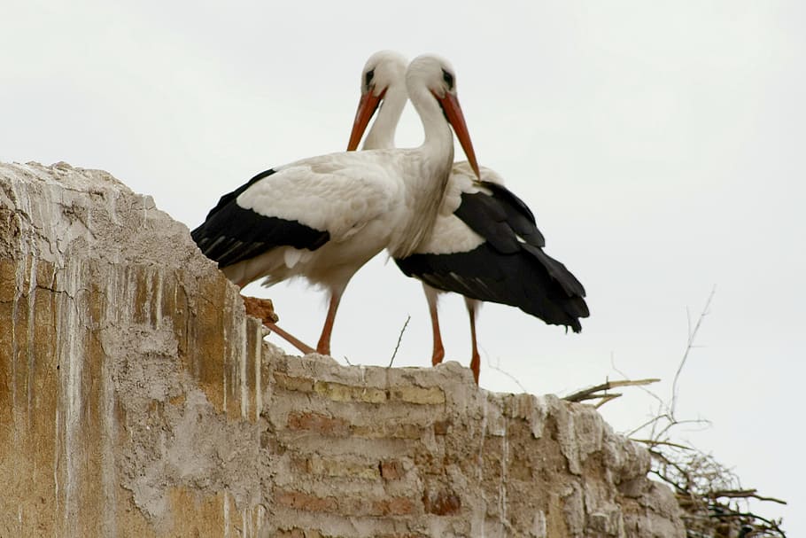 cigonyes, marrakech, m'encanta el joc, animals a la natura, fauna animal, ocell, animal, temes d'animals, vertebrats, cigonya, vista d’angle baix, grup d’animals, cigonya blanca, naturalesa, cap gent, dos animals, dia, posat, a l'aire lliure, cel, niu d’animals, bec, arbre, família d’animals, 2K