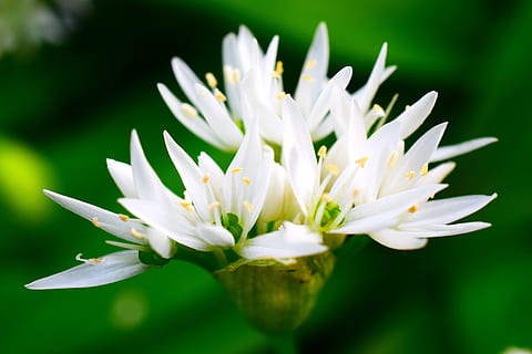 ail d'ours, printemps, forêt, blanc, fleur, plante à fleurs, fraîcheur, plante, beauté dans la nature, vulnérabilité, fragilité, fermer, pétale, croissance, couleur blanche, la nature, personne, se concentrer sur le premier plan, tête de fleur, inflorescence, journée, feuille, en plein air, couleur verte, pollen, pureté, 5K, CC0, domaine public, libre de droits