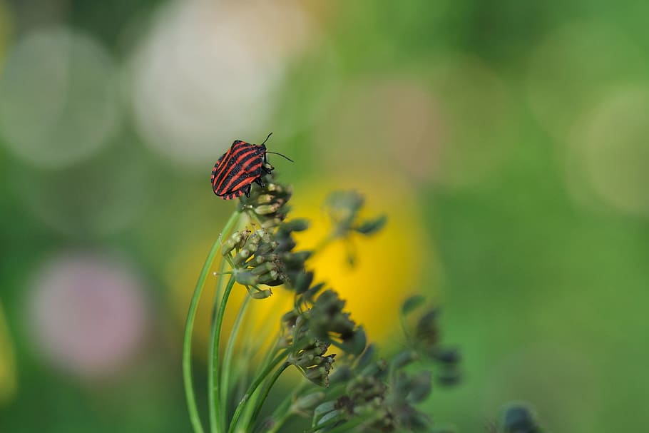 bug error, grafosoma lineatum, error, pentatomidae, insecte, animal, composites, foeniculum vulgare rubrum, bronze-fonoll, tancar, flor, planta amb flors, temes d'animals, fauna animal, un animal, invertebrat, bellesa a la natura, groc, animals a la natura, planta, primer pla, fragilitat, vulnerabilitat, ala dels animals, frescor, pètal, papallona - insecte, cap de flor, cap gent, polinització, a l'aire lliure, 2K