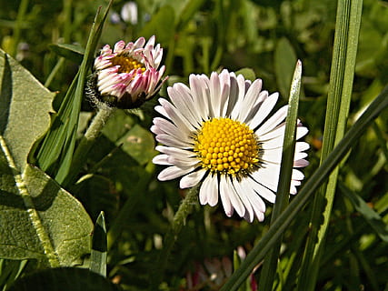 bunga aster, bunga, makro, Pedang, aster, hijau, musim semi, tanaman berbunga, menanam, kesegaran, kerentanan, daun bunga, pertumbuhan, kerapuhan, kepala bunga, keindahan di alam, hal berkembang, merapatkan, serbuk sari, alam, kuning, warna putih, hari, daun, bagian tanaman, tidak ada orang, di luar rumah, Gazania, 1080P, CC0, domain publik, bebas royalti