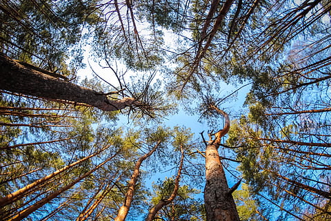 low, angel view, tall, tree, pine, forest, coniferous, summer, bright, nature, trees, russia, needles, thicket, coniferous tree, trunk, fisheye, skyward, high, blue, sky, circular, landscape, handsomely, plant, low angle view, tree trunk, tranquility, growth, branch, beauty in nature, no people, land, tall - high, day, outdoors, tranquil scene, scenics - nature, directly below, tree canopy, 5K, CC0, public domain, royalty free