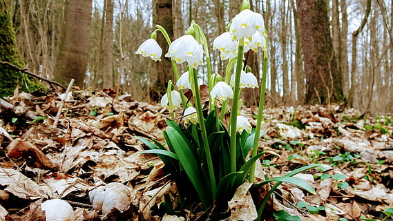 forår, snefnug, blomster, natur, forår, snefnug, planter, foråret snefnug, blomstring, plante, blomst, skønhed, billetter, grøn, træer, blade, faldne blade, den blide, hvid, Vernal, grøn farve, blad, ingen mennesker, udendørs, dag, vækst, jord, skrøbelighed, vintergæk, sårbarhed, skønhed i naturen, blomstrende plante, plante del, Mark, friskhed, fokus på forgrunden, træ, kronblad, blomsterhoved, iris, 4K, CC0, offentligt domæne, royaltyfrie
