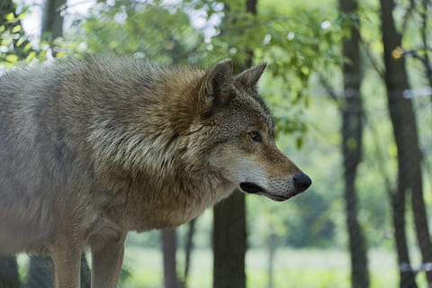 Weiß, bräunen, Fuchs, Grün, Gras, Tier, Wolf, Raubtier, ein Tier, Tierthemen, Säugetier, Tierwelt, Tiere in freier Wildbahn, Land, Wirbeltier, Baum, Wald, Fokus auf den Vordergrund, Seitenansicht, suchen, keine Leute, Tag, Wegschauen, Natur, draußen, Nahansicht, Profilansicht, Tierkopf, Schnauze, 5K, CC0, gemeinfrei, lizenzfrei