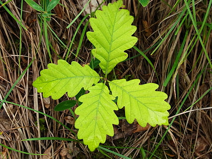 pianta verde foglia, primavera, le foglie, foresta, quercia, Quercia, foresta, albero, natura, foglia, colore verde, crescita, pianta, avvicinamento, parte vegetale, campo, terra, vista dall'alto, giorno, nessuno, bellezza nella natura, all'aperto, la tranquillità, erba, freschezza, modello naturale, concentrarsi sulle conoscenze acquisite, trifoglio, 2K, CC0, dominio pubblico, privo di copyright