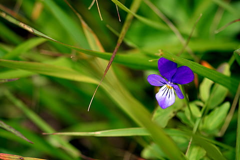 fiore, viola, macro, fiori, pianta, natura, i petali, la delicatezza, fiori viola, fiorente, piante, Incremento, pianta fiorita, freschezza, fragilità, bellezza nella natura, vulnerabilità, avvicinamento, crescita, petalo, infiorescenza, testa di fiore, colore verde, nessuno, parte vegetale, foglia, botanica, filo d'erba, 5K, CC0, dominio pubblico, privo di copyright