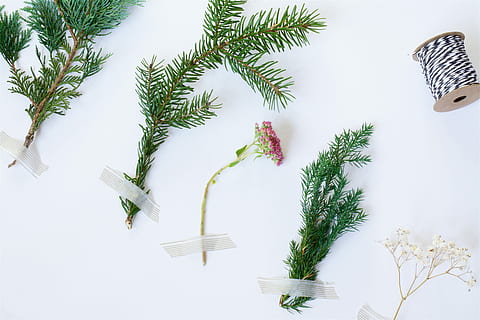 cinc, plantes, bobina, vermell, flor del clúster, verd, branques dels pins, flatlay, mínim, cinta, tija, branca, pi, agulla, agulla de pi, flor, brots, fila, cadena, hivern, blanc, pis, planta, arbre, naturalesa, dia, a l'aire lliure, cel, cap gent, bellesa a la natura, a l'aire, creixement, vista d’angle baix, tranquil·litat, color verd, aigua, full, Palmera, terra, còpia espai, 5K, CC0, domini públic, lliure de regalies