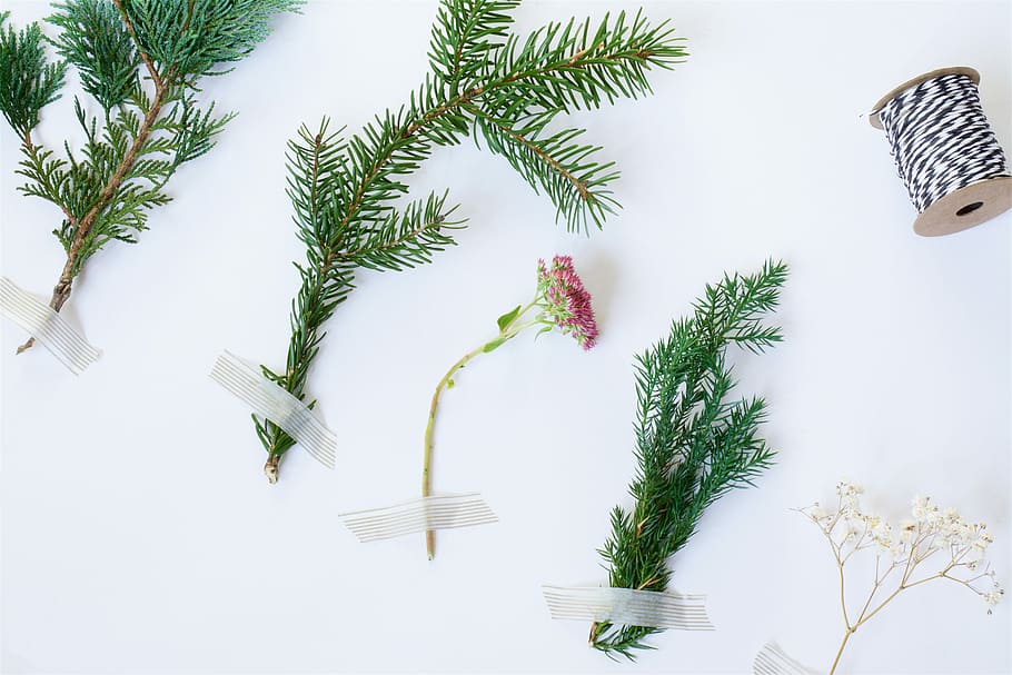 cinc, plantes, bobina, vermell, flor del clúster, verd, branques dels pins, flatlay, mínim, cinta, tija, branca, pi, agulla, agulla de pi, flor, brots, fila, cadena, hivern, blanc, pis, planta, arbre, naturalesa, dia, a l'aire lliure, cel, cap gent, bellesa a la natura, a l'aire, creixement, vista d’angle baix, tranquil·litat, color verd, aigua, full, Palmera, terra, còpia espai, 5K