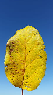 Blatt, Gelb, Sommersonne, Sommer-, Sonne, Laubbaum, wachsen, Blätter, Umgebung, Umweltschutz, Herbst, Veränderung, Natur, draußen, klarer Himmel, Blau, Himmel, Pflanzenteil, Pflanze, Schönheit in der Natur, Tag, keine Leute, Nahansicht, Flachwinkelansicht, Wachstum, grüne Farbe, kopieren sie platz, Sonnenlicht, natürlicher Zustand, 4K, CC0, gemeinfrei, lizenzfrei