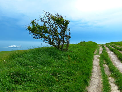 verd, fulles, arbre, herba, plana, durant el dia, lluny, Camí, senderisme, ruta, naturalesa, aigua, mar, arbust, tort, paisatge, dover, Anglaterra, Regne Unit, estiu, blau, a l'aire lliure, escena rural, cel, planta, color verd, camp, terra, creixement, escena tranquil·la, el camí a seguir, direcció, tranquil·litat, núvol - cel, bellesa a la natura, carretera, dia, cap gent, escenics - natura, medi ambient, perspectiva decreixent, llarg, 4K, CC0, domini públic, lliure de regalies