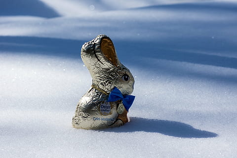 sne, påske, Påske hare, forår, snekrystaller, lys, afspejling, skygge, vinter, kold temperatur, natur, ingen mennesker, dyr, Frosset, dyre temaer, dag, is, hvid farve, dyreliv, fokus på forgrunden, sollys, repræsentation, et dyr, udendørs, jord, 5K, CC0, offentligt domæne, royaltyfrie