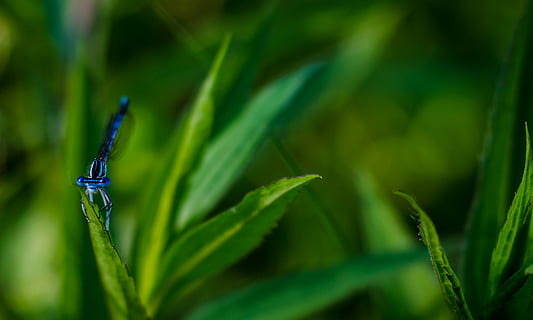 selettivo, foto di messa a fuoco, blu, libellula, verde, erba, insetto, foglia, giorno, macro, fogliame, natura, pianta, bokeh, avvicinamento, partire, paesaggio, lago, nikon, colore verde, crescita, parte vegetale, bellezza nella natura, nessuno, fauna selvatica, messa a fuoco selettiva, animali allo stato selvatico, un animale, temi animali, animale, all'aperto, invertebrato, concentrarsi sulle conoscenze acquisite, 1080P, CC0, dominio pubblico, privo di copyright