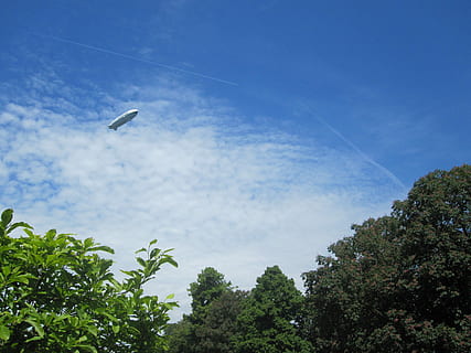zeppelin, flygplan, flyta, himmel, fågel, djur i det vilda, djurteman, träd, flygande, ett djur, lågvinkelvy, växt, ryggradsdjur, moln - himmel, djur-, djurliv, dag, natur, inget folk, tillväxt, skönhet i naturen, grön färg, blå, utomhus, 4K, CC0, offentligt domän, royaltyfria