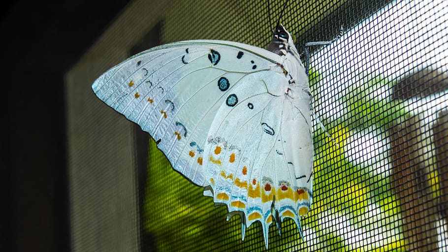 farfalla, insetto, farfalla, insetto, nessuno, giorno, struttura costruita, avvicinamento, in casa, temi animali, animale, fauna selvatica, ala animale, invertebrato, farfalla - insetto, animali allo stato selvatico, natura, un animale, uccello, recinto, all'aperto, vertebrato, bellezza nella natura, metallo, segni di animali, 4K
