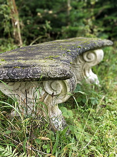panchina, avere, ro, pianta, fungo, crescita, avvicinamento, verdura, nessuno, concentrarsi sulle conoscenze acquisite, terra, natura, campo, giorno, fungo velenoso, cibo, albero, erba, all'aperto, foresta, bellezza nella natura, fungo commestibile, 4K, CC0, dominio pubblico, privo di copyright