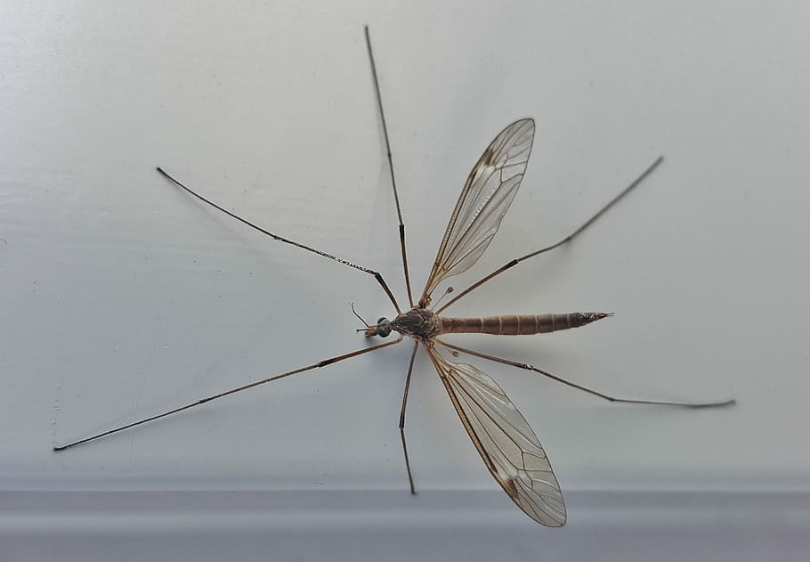 jeřáb létat, jedlík proti komárům, hmyz, makro, členovců, tipulidae, jednoho zvířete, detail, nikdo, den, Příroda, bezobratlý, zvířat, zvíře, zvířata ve volné přírodě, zvířecí křídlo, část těla zvířete, komár, studio shot, uvnitř, vážka, bílé pozadí, létající, motýl - hmyz, 2K