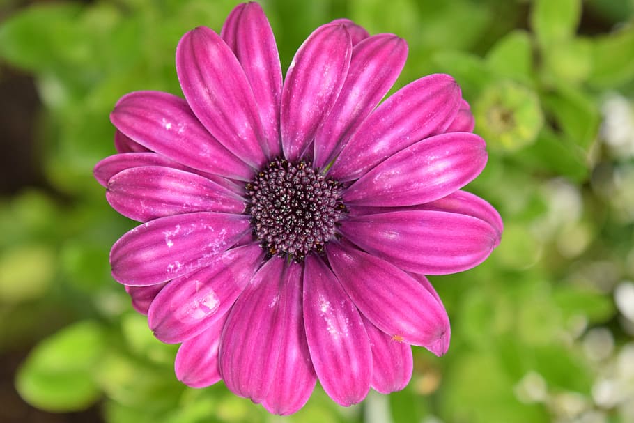 cistella de capa, kapmargarithe, flor, florir, porpra, flor de color porpra, naturalesa, estiu, planta amb flors, frescor, fragilitat, planta, bellesa a la natura, pètal, vulnerabilitat, inflorescència, cap de flor, primer pla, color rosa, creixement, centrar-se en primer pla, cap gent, pol·len, dia, a l'aire lliure, primavera, 5K