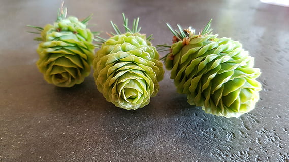 pinyes, aixeta, conífera, primavera, menjar, frescor, naturalesa, primer pla, color verd, menjar i beguda, alimentació saludable, benestar, cap gent, natura morta, taula, a l'interior, fruita, centrar-se en primer pla, dia, vegetals, aliments crus, fruita tropical, grup d'objectes, enfocament selectiu, vista d’angle alt, madur, 4K, CC0, domini públic, lliure de regalies