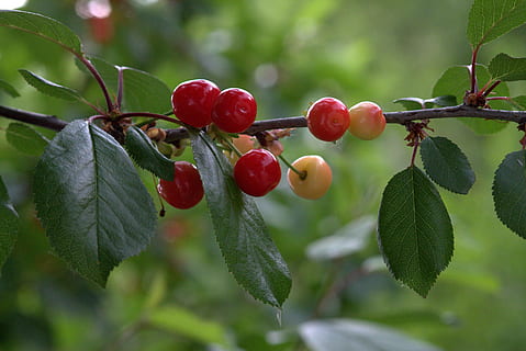 cerises, casey, rouge, fruit, alimentation saine, feuille, partie de la plante, aliments, Nourriture et boisson, plante, croissance, fraîcheur, fermer, arbre, fruits des baies, bien-être, la nature, couleur verte, se concentrer sur le premier plan, personne, journée, beauté dans la nature, en plein air, mûr, cerisier, myrtille, 5K, CC0, domaine public, libre de droits