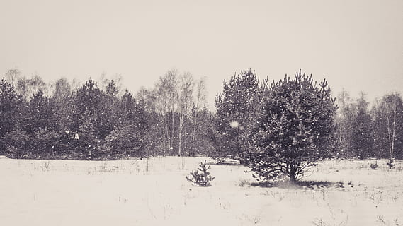 forêt, hiver, pin, Blanc comme neige, arbre, neige, blanc, photo noir et blanc, noir et blanc, vieux, ciel, la nature, paysage, vue, température froide, personne, plante, terre, scène tranquille, paysages - nature, tranquillité, beauté dans la nature, couleur blanche, scène non urbaine, environnement, il neige, journée, conifère, montagne au sommet enneigé, pinède, 2K, CC0, domaine public, libre de droits