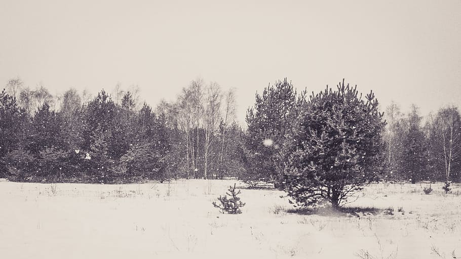 forêt, hiver, pin, Blanc comme neige, arbre, neige, blanc, photo noir et blanc, noir et blanc, vieux, ciel, la nature, paysage, vue, température froide, personne, plante, terre, scène tranquille, paysages - nature, tranquillité, beauté dans la nature, couleur blanche, scène non urbaine, environnement, il neige, journée, conifère, montagne au sommet enneigé, pinède, 2K