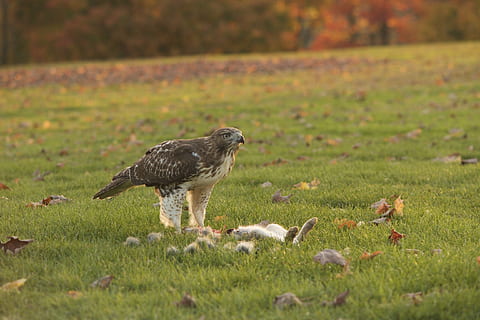 eagle, kill, bird, prey, beak, nature, predator, animal, wildlife, feathers, eat, rabbit, wild, eating, field, animal themes, plant, animal wildlife, animals in the wild, land, grass, vertebrate, one animal, day, no people, selective focus, bird of prey, outdoors, green color, perching, 2K, CC0, public domain, royalty free