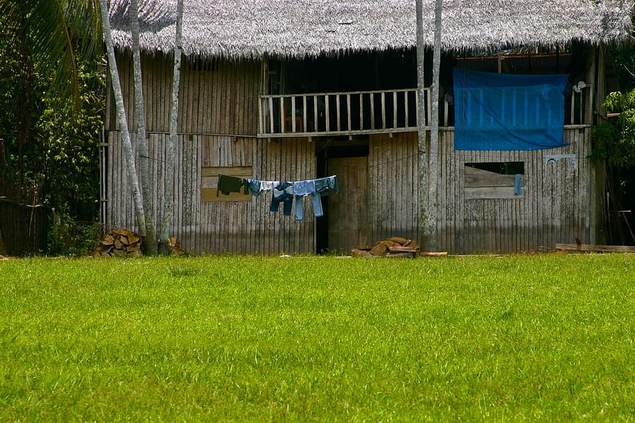 amazon, senzillesa, bugaderia, refugi, tarda, selva tropical, tropical, habitatge, naturalesa, arbre, humit, peruà, residencial, rural, bosc, calor, herba, graner, color verd, exterior de l'edifici, cap gent, estructura construïda, planta, arquitectura, dia, camp, edifici, terra, a l'aire lliure, creixement, penjant, roba, animal, casa, abandonat, 2K