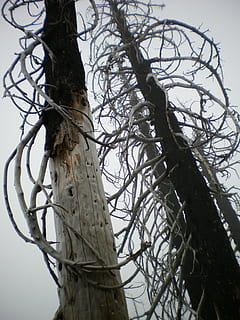 arbres, primer pla, branques nues, boira, naturalesa, a l'aire lliure, Stark, vista d’angle baix, arbre, branca, cap gent, cel, planta, arbre nu, dia, tronc de l'arbre, tronc, seguretat, posat, tanca, niu d’animals, temes d'animals, protecció, enredat, 2K, CC0, domini públic, lliure de regalies