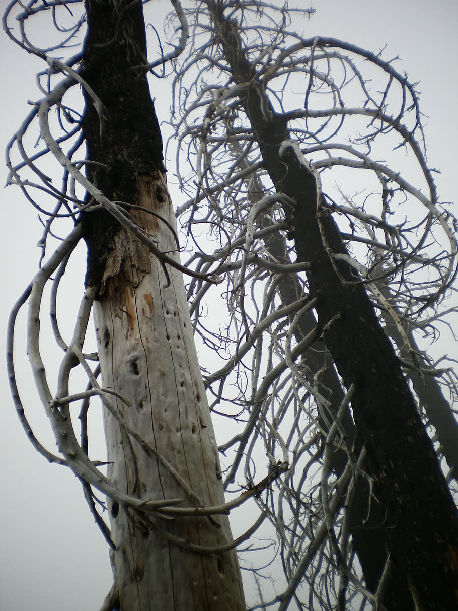arbres, primer pla, branques nues, boira, naturalesa, a l'aire lliure, Stark, vista d’angle baix, arbre, branca, cap gent, cel, planta, arbre nu, dia, tronc de l'arbre, tronc, seguretat, posat, tanca, niu d’animals, temes d'animals, protecció, enredat, 2K