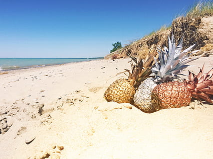 três, abacaxis, areia da praia, Beira Mar, dia, ouro, prata, latão, solo marrom, areia, de praia, abacaxi, mar, natureza, verão, Férias, clima tropical, azul, litoral, locais de viagem, céu, praias, destinos de viagem, ninguém, ao ar livre, viagem, panorama, um animal, vida marinha, terra, agua, céu limpo, tranquilidade, beleza na natureza, scenics - natureza, cena tranquila, horizonte sobre a água, luz solar, horizonte, animal, marinho, 2K, CC0, domínio público, royalty free