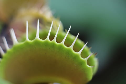 mucholapka, mělký, zaostřovací fotografie, Venuše, létat, past, detail, flytrap, masožravých rostlin, Příroda, zelená barva, Zdravé stravování, nikdo, jídlo a pití, blahobyt, jídlo, selektivní zaměření, svěžest, extrémní detail, makro, ovoce, jeden objekt, studio shot, uvnitř, zdravotnictví a lékařství, plátek, rostlinné části, rostlina, 5K, CC0, veřejná doména, bez autorských práv