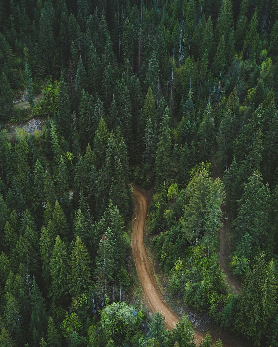 brązowy, droga glebowa, Zielony, drzewa liściaste, antenowy, fotografia, dzień, Droga, otaczający, drzewa, ścieżka, sosna, drzewo, roślina, zielony kolor, wzrost, las, piękno natury, wylądować, scenics - natura, spokój, spokojna scena, Natura, żadnych ludzi, bujne liście, listowie, scena pozamiejska, środowisko, lesisty teren, krajobraz, drzewo iglaste, na dworze, lasy sosnowe, wiecznie zielone drzewo, jodła, 2K