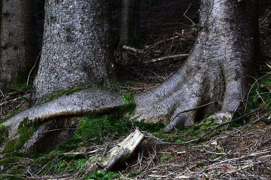 verschlungen, verwurzelt, Wald, Natur, Baum, Holz, Log, Baumwurzel, Pflanze, Land, Baumstamm, Kofferraum, keine Leute, Ruhe, Wachstum, Tag, Wurzel, Schönheit in der Natur, draußen, Moos, ruhige Szene, Feld, Nicht-städtische Szene, Szenen - Natur, 4K
