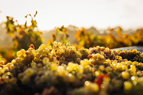 makro skud, tang, tæt på, Foto, orange, frugt, drue, blad, vin, vinstok, vingård, mad, blomst, gul, solskin, sund og rask, focu, bokeh, sol, mad og drikke, sund kost, friskhed, selektiv fokusering, natur, plante, landbrug, ingen mennesker, landlige scene, miljø, landskab, vækst, efterår, velvære, udendørs, organisk, himmel, moden, 5K, CC0, offentligt domæne, royaltyfrie