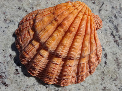 Concha, laranja, sorte, mar, visão de alto ângulo, fechar-se, ninguém, comida e bebida, Comida, ainda vida, padronizar, dia, texturizado, padrão natural, bem-estar, Alimentação saudável, cor laranja, terra, natureza, frescura, madeira - material, dentro de casa, inverno, 4K, CC0, domínio público, royalty free